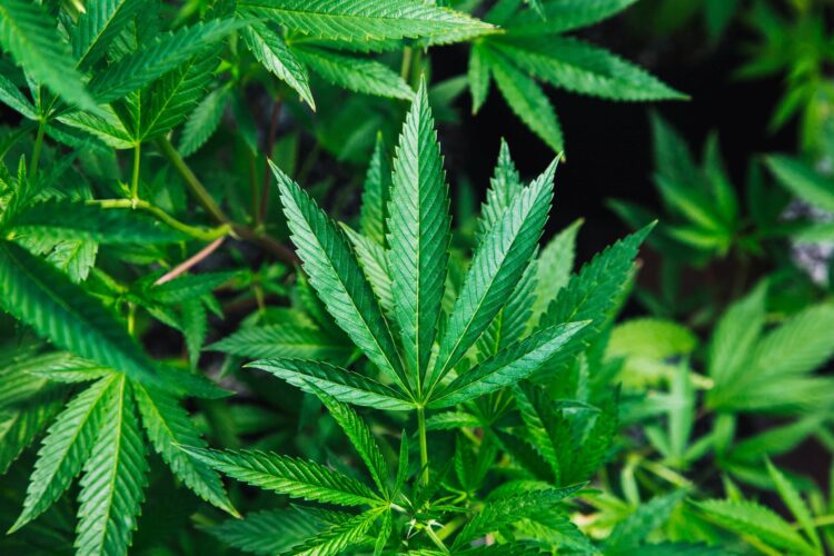 marijuana-laws-scaled-1.jpg marijuana-laws-scaled-1.jpg