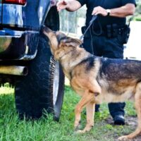 k9DrugSearch k9DrugSearch